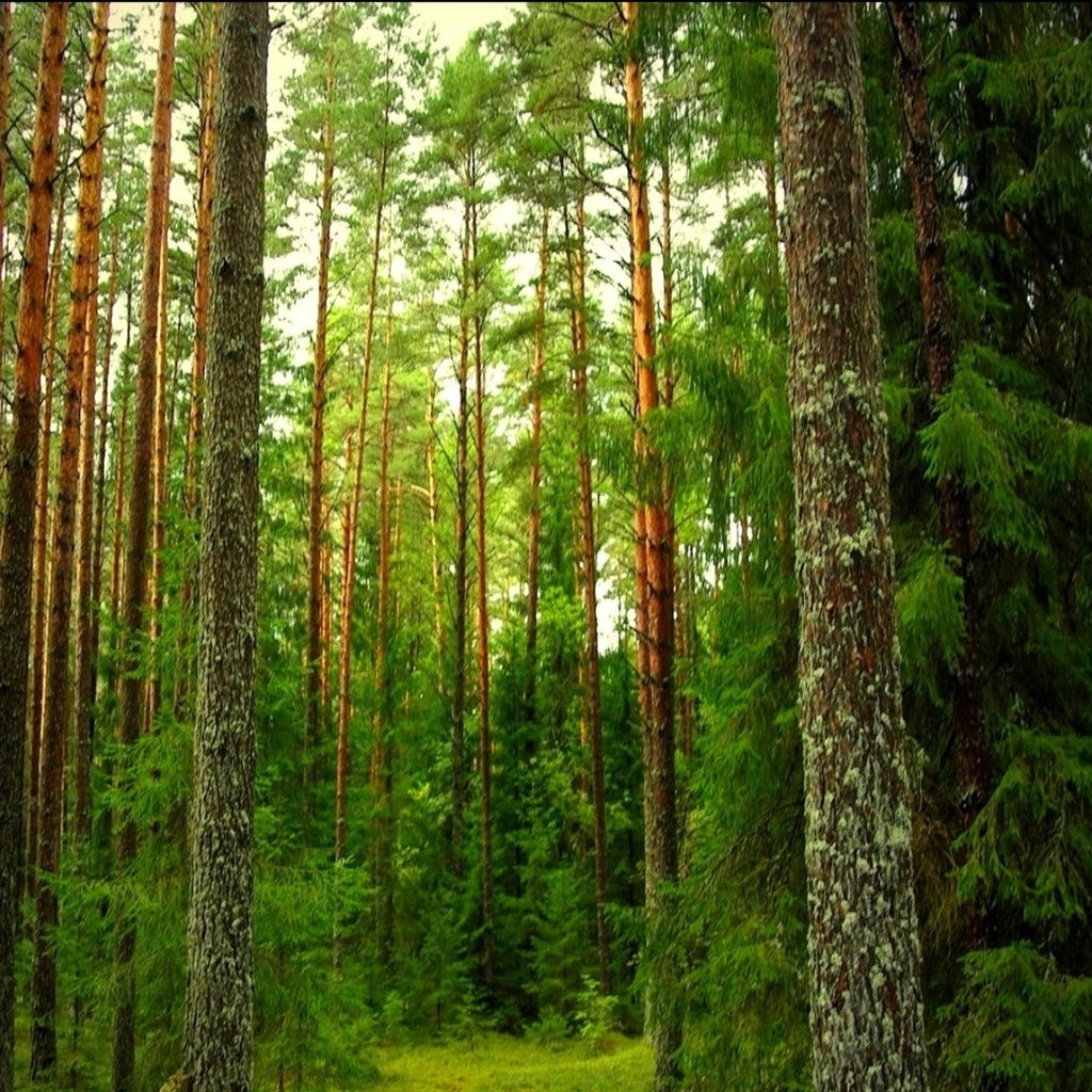 Timberlink Australia – All About Sustainability